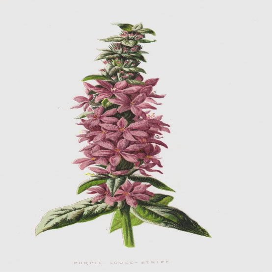 ZHAOSHAN Purple Loose Strife by Frederick Edward Hulme Canvas Art Print, 60 x 90 cm