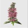 ZHAOSHAN Purple Loose Strife by Frederick Edward Hulme Canvas Art Print, 60 x 90 cm view 1