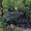 LBLFEBD HDPE Rubber Pond Liner for Fish Ponds, Koi Pools, Fountains, Streams, and Garden Reservoirs view 3