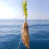 LYEAA Luminous Soft Shrimp Squid Fishing Lure with Double-Layer Hooks view 3