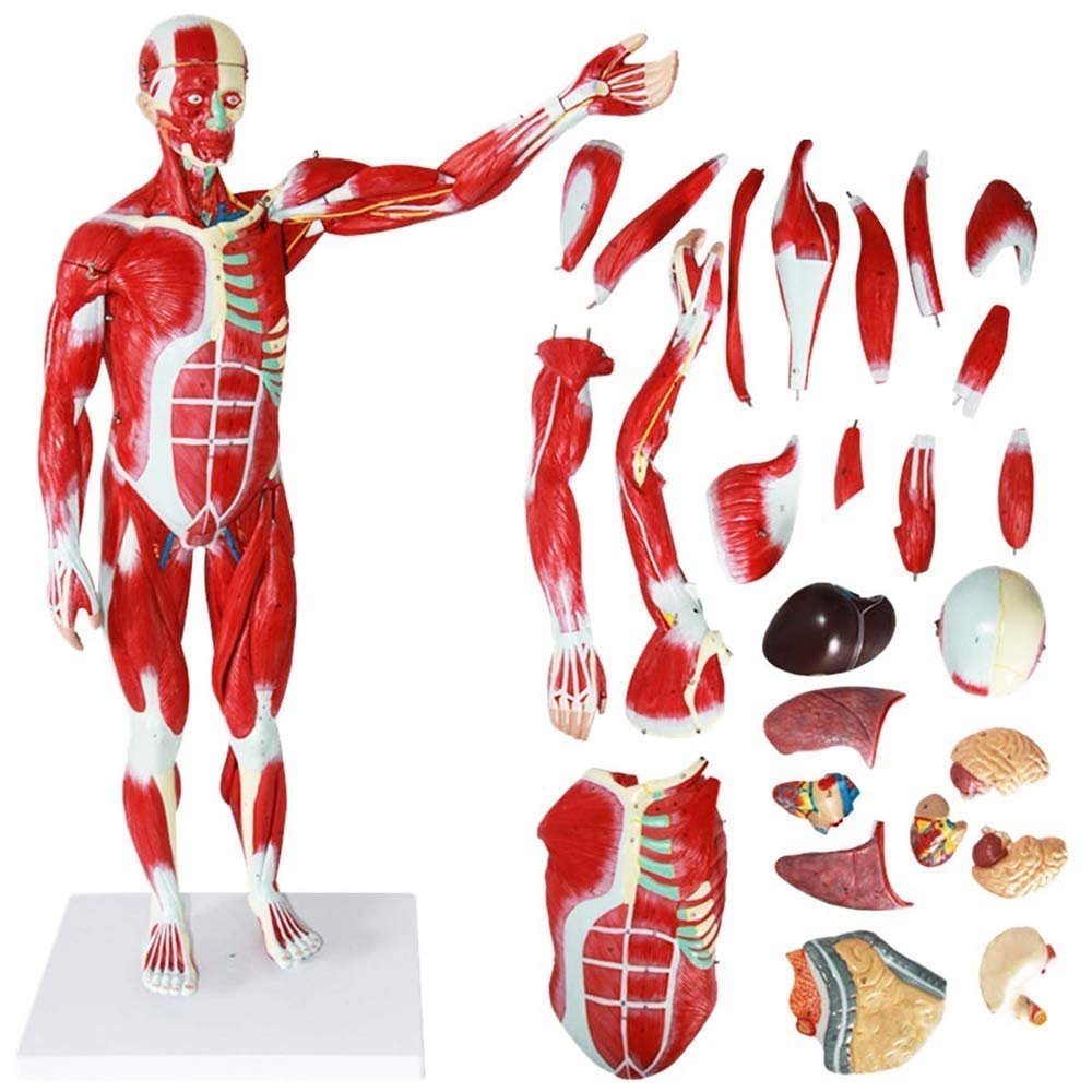78 cm Human Muscle Anatomy Model with Removable Organs