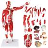 78 cm Human Muscle Anatomy Model with Removable Organs view 1