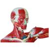78 cm Human Muscle Anatomy Model with Removable Organs view 2
