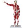 78 cm Human Muscle Anatomy Model with Removable Organs view 3