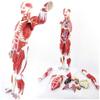 78 cm Human Muscle Anatomy Model with Removable Organs view 4