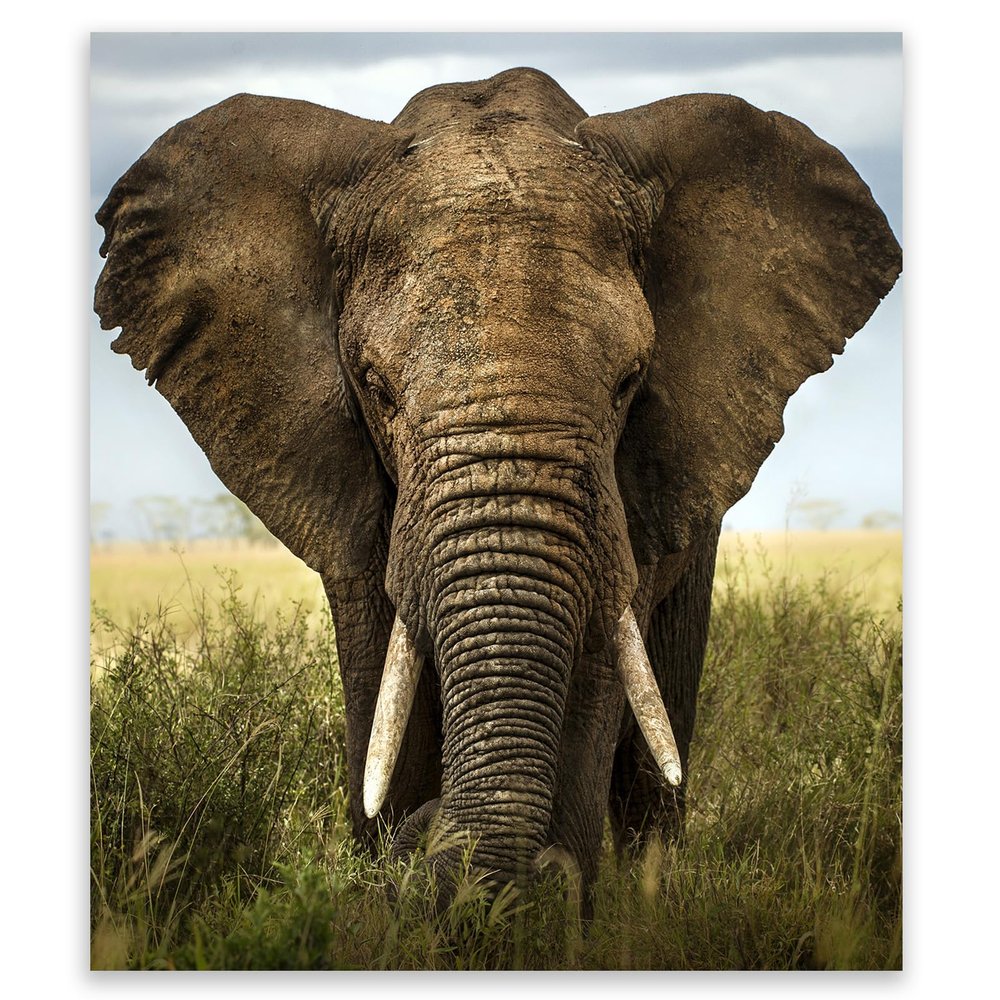 SMTDeco Stove Cover 45 x 52 cm, Tempered Glass, Scratch-Resistant and Non-Slip, Elephant Gray