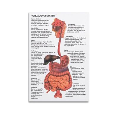 Anthropology Digestive System Poster, Canvas Wall Art, 40 x 60 cm