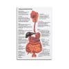 Anthropology Digestive System Poster, Canvas Wall Art, 40 x 60 cm view 1