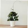MUSISALY 200 cm Plant Trellis, Plant Support for Orchids and Houseplants, Sturdy PP Stake with Removable Design for Indoor and Outdoor Use view 4