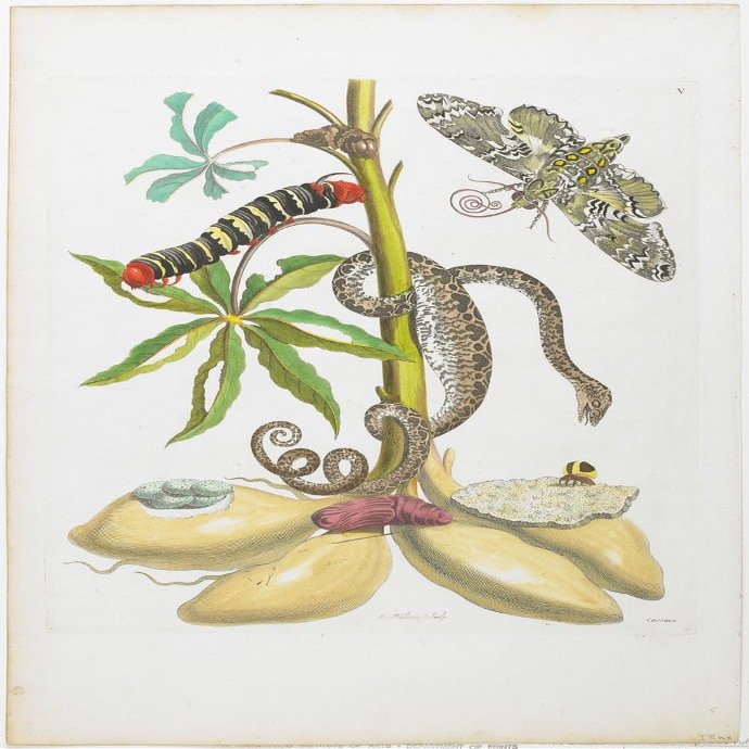 ZHAOSHAN Vintage Animal Graffiti Art Poster with Butterflies and Insects on Plants, by Maria Si, 60 x 90 cm