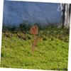 PAMINGONO Brown Iron Tulip Garden Stake for Outdoor Areas view 4