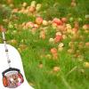 Adjustable Telescopic Fruit Picker with Collection Bag view 3