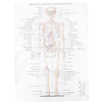 IMIKEYA Human Anatomy and Muscle Diagram Poster, Silk Fabric