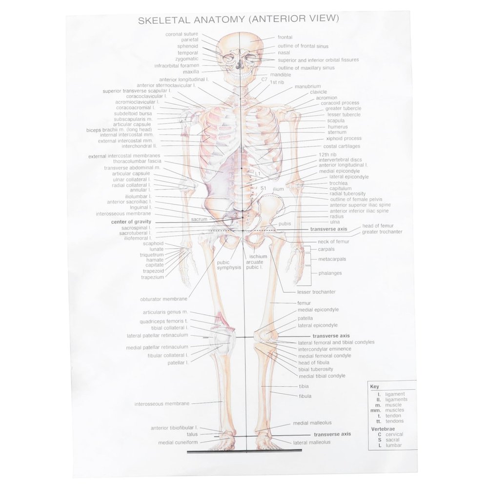IMIKEYA Human Anatomy and Muscle Diagram Poster, Silk Fabric