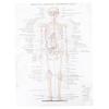 IMIKEYA Human Anatomy and Muscle Diagram Poster, Silk Fabric view 1