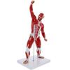 50 cm Human Muscle Anatomy Model, 3D Muscular System Figure view 1