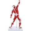 50 cm Human Muscle Anatomy Model, 3D Muscular System Figure view 2
