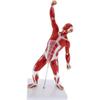 50 cm Human Muscle Anatomy Model, 3D Muscular System Figure view 3