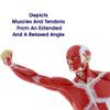 50 cm Human Muscle Anatomy Model, 3D Muscular System Figure view 4