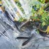 Transparent Garden Furniture Cover 8 x 11 m, Waterproof Tear-Resistant Tarp with Grommets view 3
