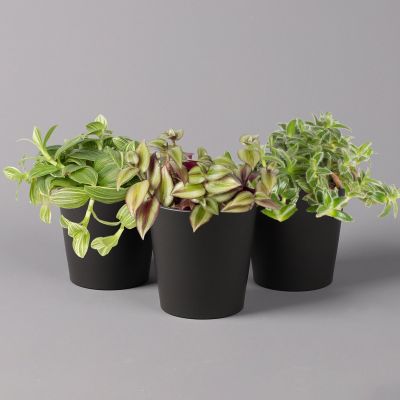 Tradescantia in Anthracite Ceramic Pot, Subject to Availability, 12 cm Pot, Set of 3