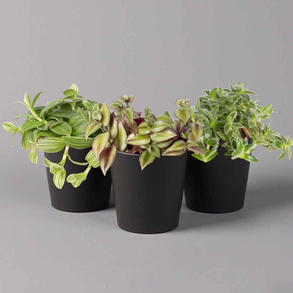 Tradescantia in Anthracite Ceramic Pot, Subject to Availability, 12 cm Pot, Set of 3