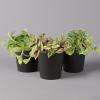 Tradescantia in Anthracite Ceramic Pot, Subject to Availability, 12 cm Pot, Set of 3 view 1