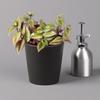 Tradescantia in Anthracite Ceramic Pot, Subject to Availability, 12 cm Pot, Set of 3 view 3