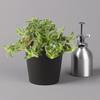 Tradescantia in Anthracite Ceramic Pot, Subject to Availability, 12 cm Pot, Set of 3 view 4