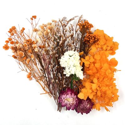 Dried Flowers Set - Orange