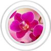 Orchid Flower Garden Colorful Fragrant Plants PopSockets PopGrip for MagSafe: Expandable Stand and Grip for Phones/Tablets with Swappable Top view 2