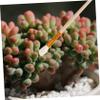 5-Piece Hand Pollination Brushes and Wool for Tomatoes view 4