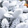 Artificial Snow-Covered Christmas Tree, Rustic Farmhouse Pine, White, 270 cm view 3