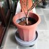 Round Plastic Plant Caddy with Wheels, 50 kg Capacity, Gray, 22 cm view 4