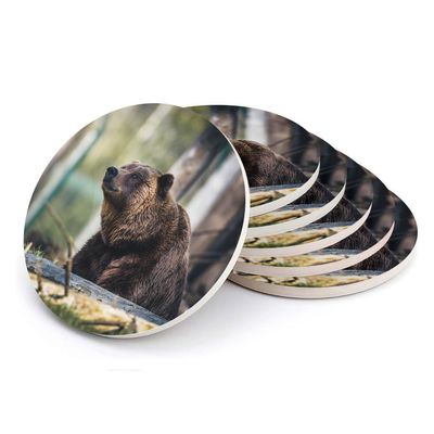 Round Ceramic Coasters, Grizzly Brown Bear in the Forest, 6-Pack (108 x 108 mm)