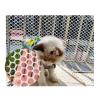 GENSNRY Hexagonal Plastic Roll Fence Netting for Poultry, Railings and Balconies, White, 0.5 x 30 m view 1