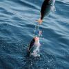 Squid Jigs Fishing Lures for Salmon, Trolling & Saltwater Fishing view 3