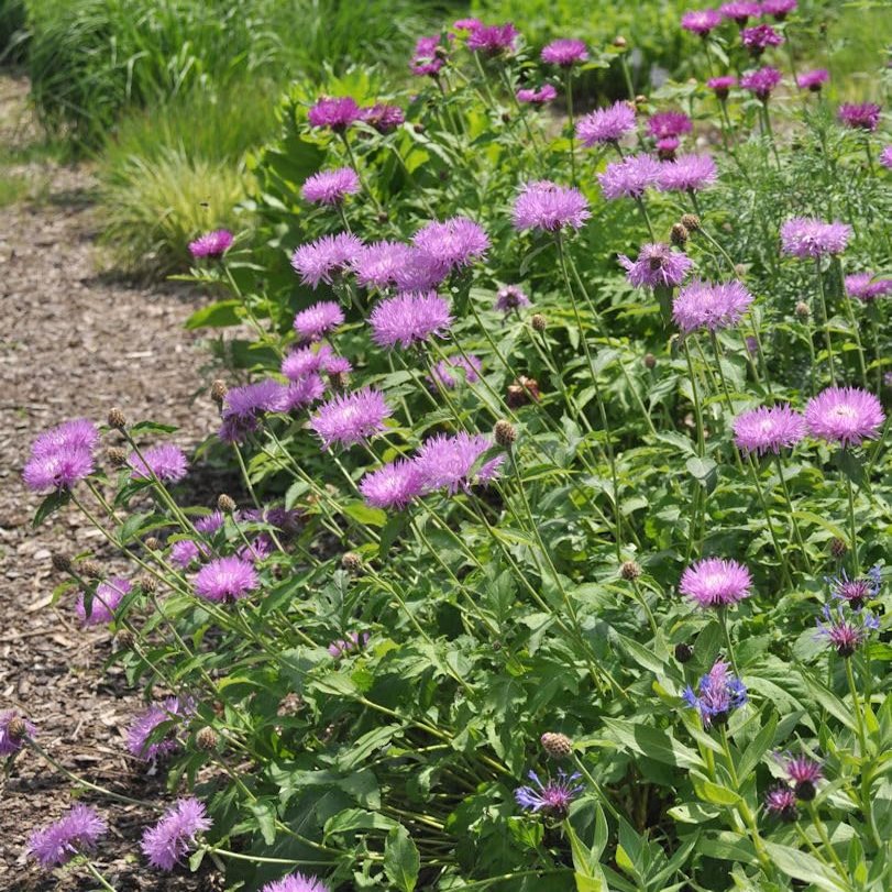 Tassel Flower 'John Coutts' - Centaurea hypoleuca - Live Garden Plant