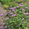 Tassel Flower 'John Coutts' - Centaurea hypoleuca - Live Garden Plant view 1