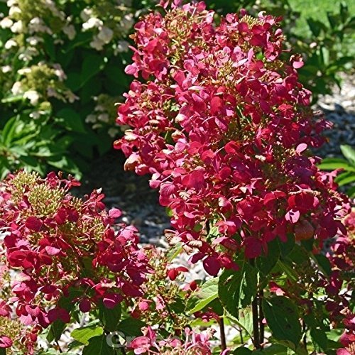 Magical Vesuvio Panicle Hydrangea 60–80 cm