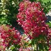 Magical Vesuvio Panicle Hydrangea 60–80 cm view 1