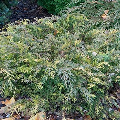 Siberian Fan Juniper ‘Lucas’ 20–30 cm – Microbiota decussata