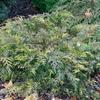 Siberian Fan Juniper ‘Lucas’ 20–30 cm – Microbiota decussata view 1