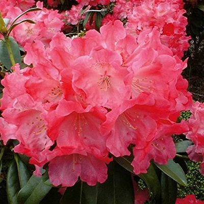 Rhododendron 'Morgenrot' 40–50 cm – Alpine Rose – Live Garden Plant from Nurseries