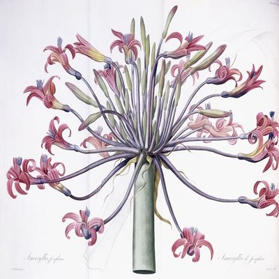 PSVDCTOO Vintage Amaryllis Josephina Painting Poster by Pierre Joseph Redouté, Canvas Print for Home Decor, 60 x 90 cm