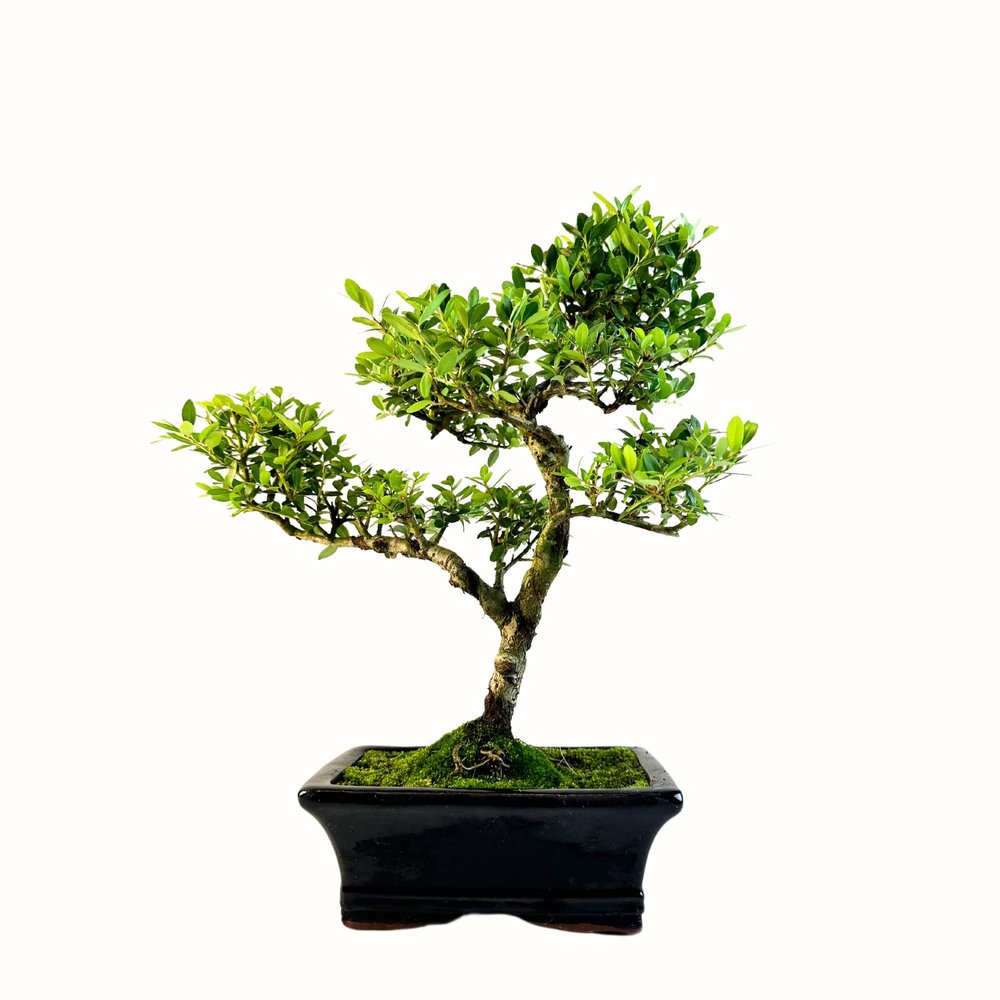 Bonsai Tree with Ceramic Planter - Ligustrum, Ficus, Carmona, Podocarpus, Chinese Elm - Approx. 6-9 Years (Ilex crenata P15, 15 cm Planter, Approx. 6 Years)
