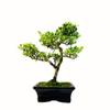 Bonsai Tree with Ceramic Planter - Ligustrum, Ficus, Carmona, Podocarpus, Chinese Elm - Approx. 6-9 Years (Ilex crenata P15, 15 cm Planter, Approx. 6 Years) view 1