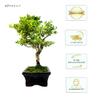 Bonsai Tree with Ceramic Planter - Ligustrum, Ficus, Carmona, Podocarpus, Chinese Elm - Approx. 6-9 Years (Ilex crenata P15, 15 cm Planter, Approx. 6 Years) view 2