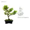 Bonsai Tree with Ceramic Planter - Ligustrum, Ficus, Carmona, Podocarpus, Chinese Elm - Approx. 6-9 Years (Ilex crenata P15, 15 cm Planter, Approx. 6 Years) view 3
