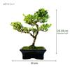 Bonsai Tree with Ceramic Planter - Ligustrum, Ficus, Carmona, Podocarpus, Chinese Elm - Approx. 6-9 Years (Ilex crenata P15, 15 cm Planter, Approx. 6 Years) view 4